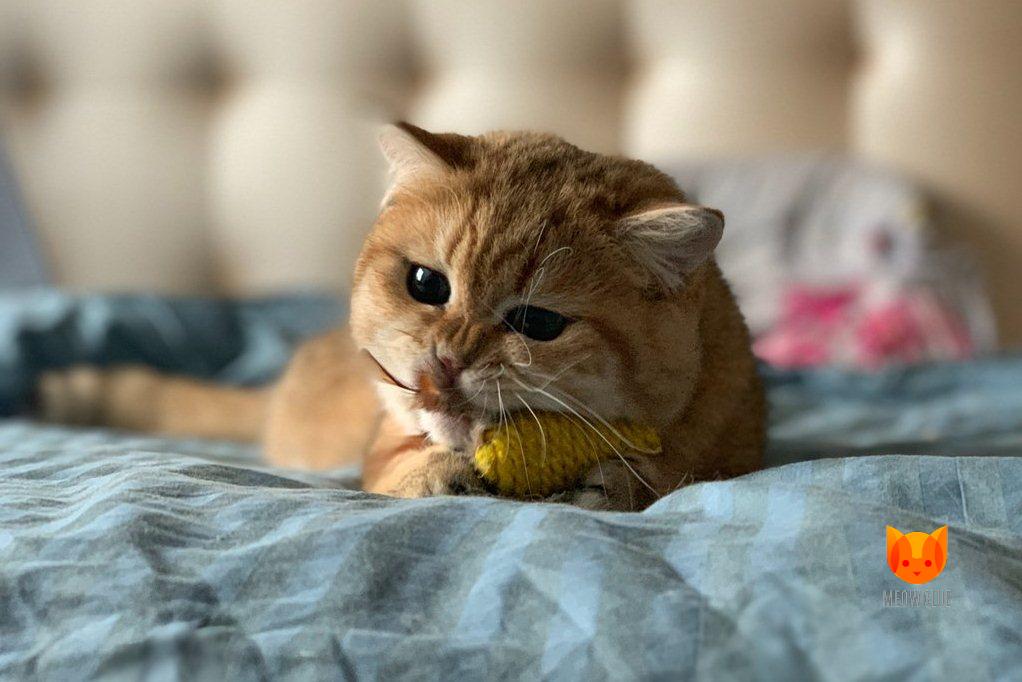Особенности кормления кастрированного кота